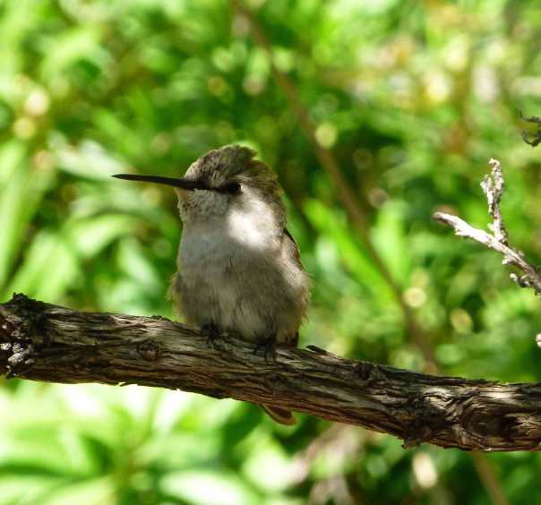 A hummingbird just hanging out at the Sonoran Desert Museum in AZ